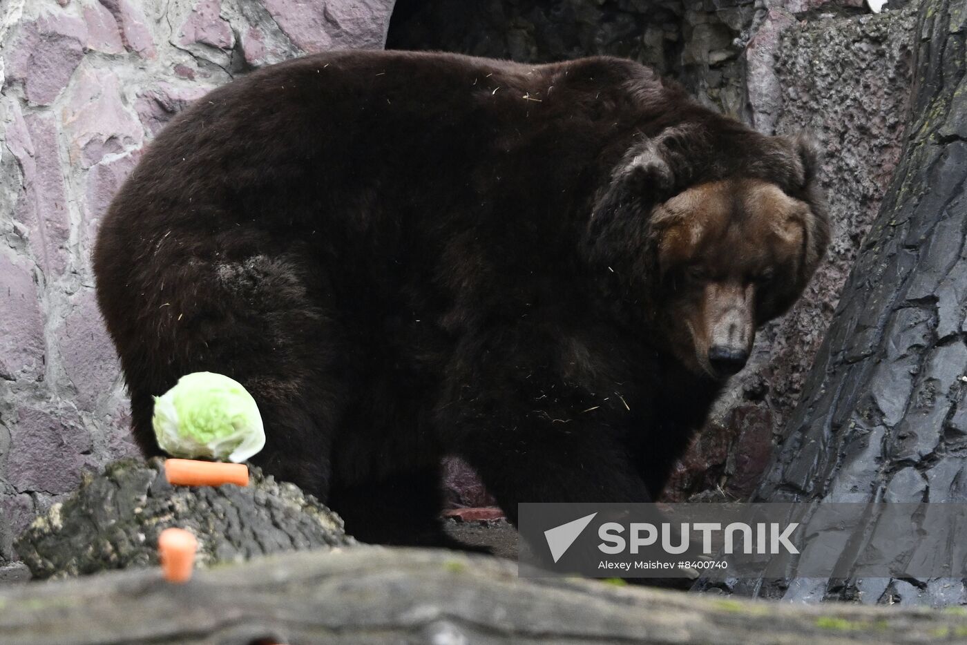 Russia Zoo Bears