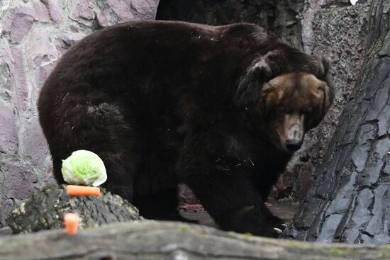 Russia Zoo Bears