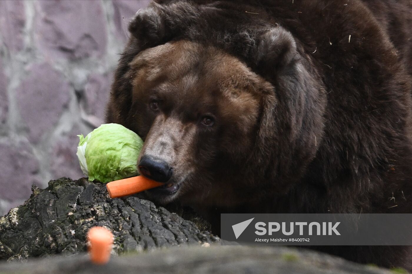 Russia Zoo Bears