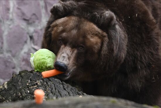 Russia Zoo Bears