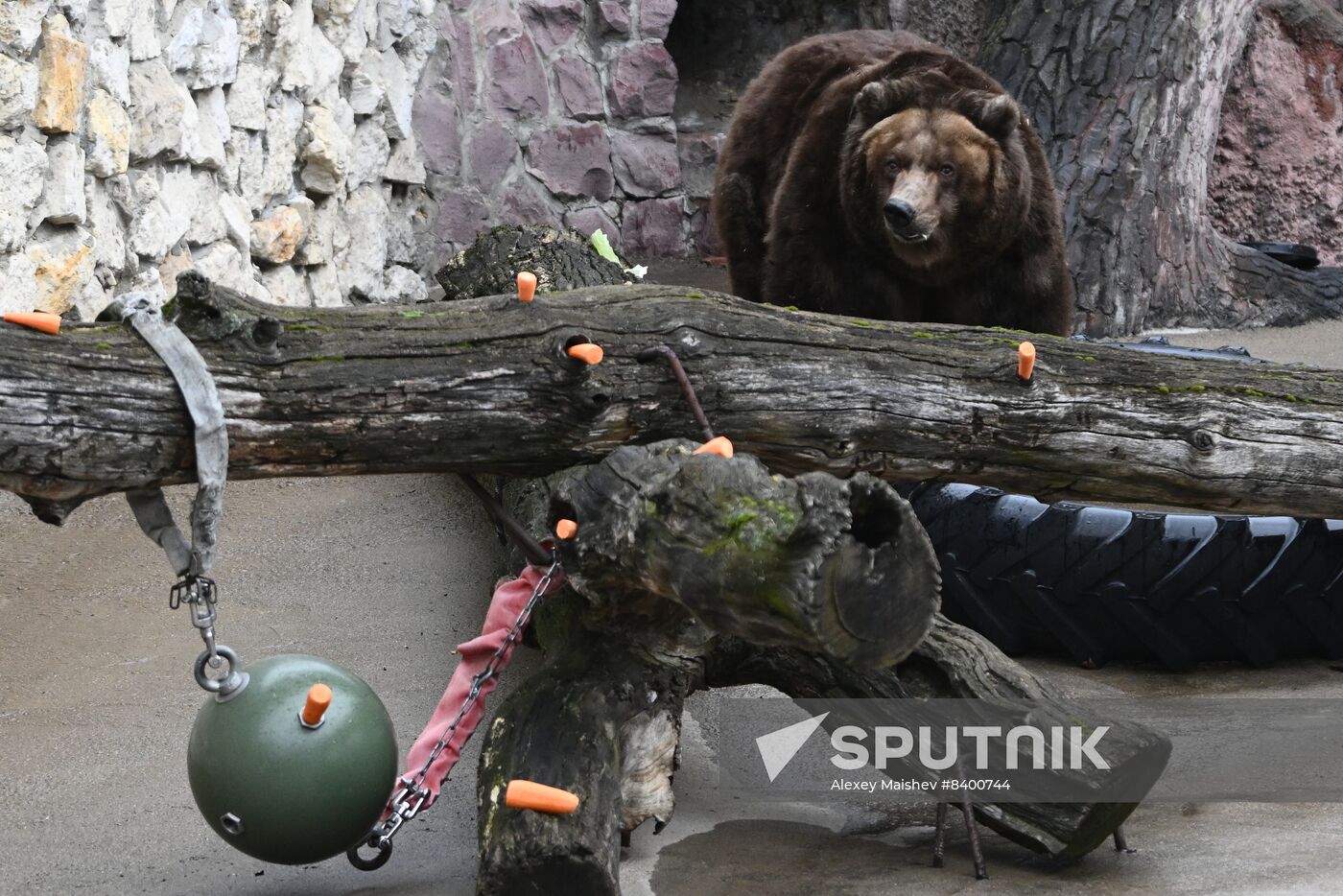 Russia Zoo Bears