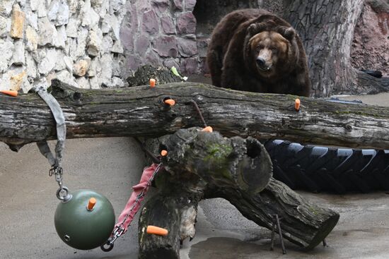 Russia Zoo Bears