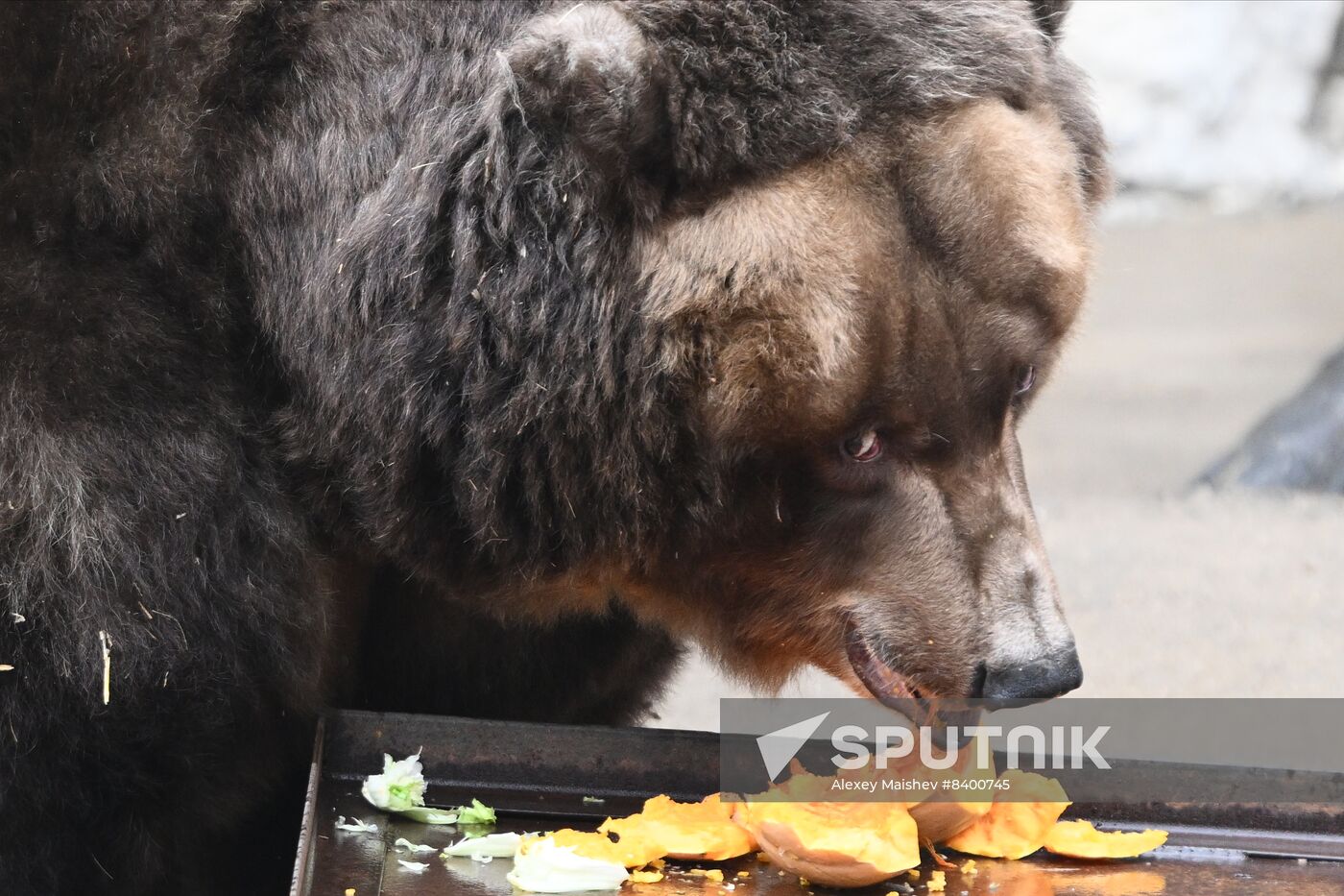 Russia Zoo Bears