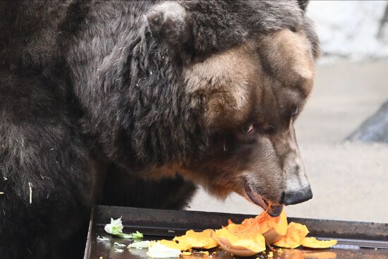 Russia Zoo Bears