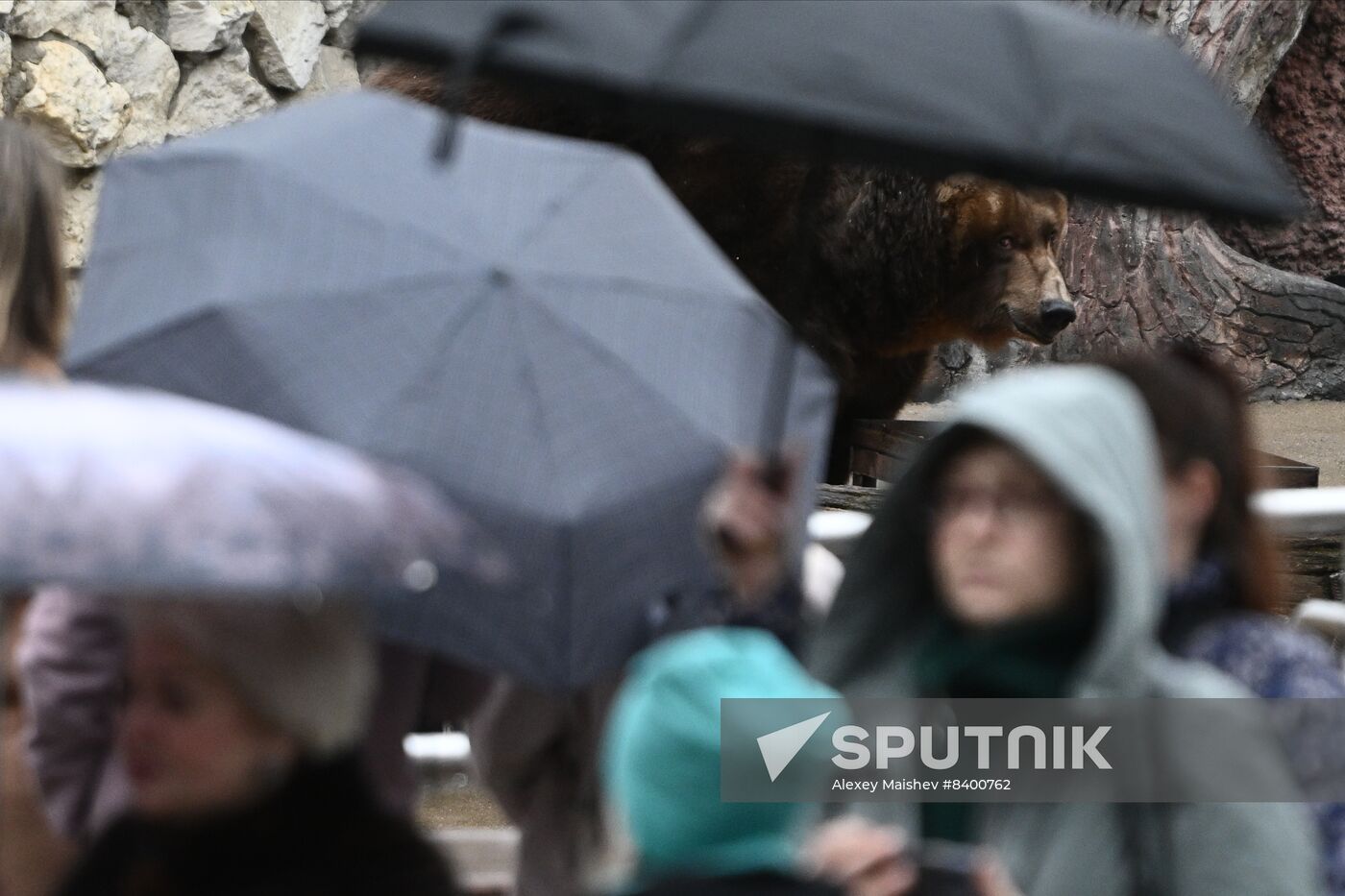 Russia Zoo Bears