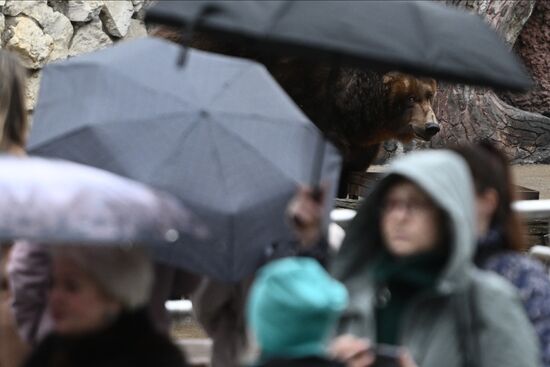 Russia Zoo Bears