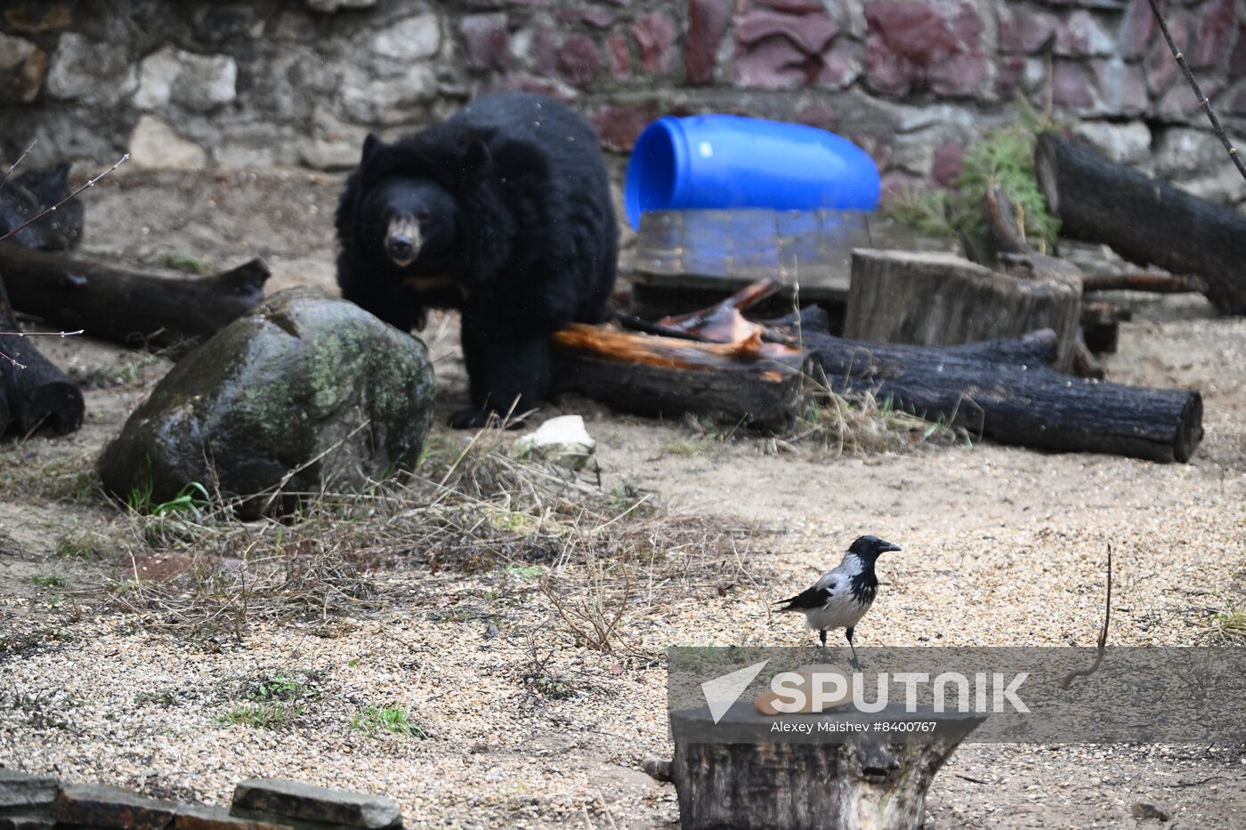 Russia Zoo Bears