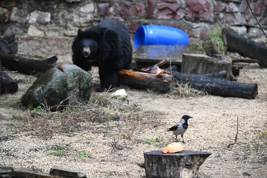 Russia Zoo Bears