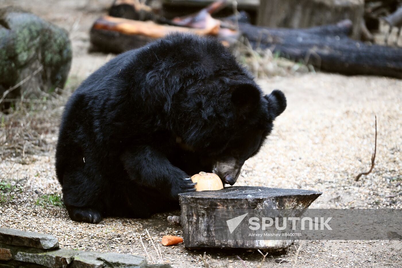 Russia Zoo Bears