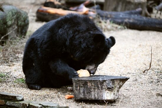 Russia Zoo Bears