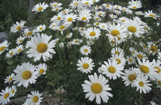 Camomile flowers
