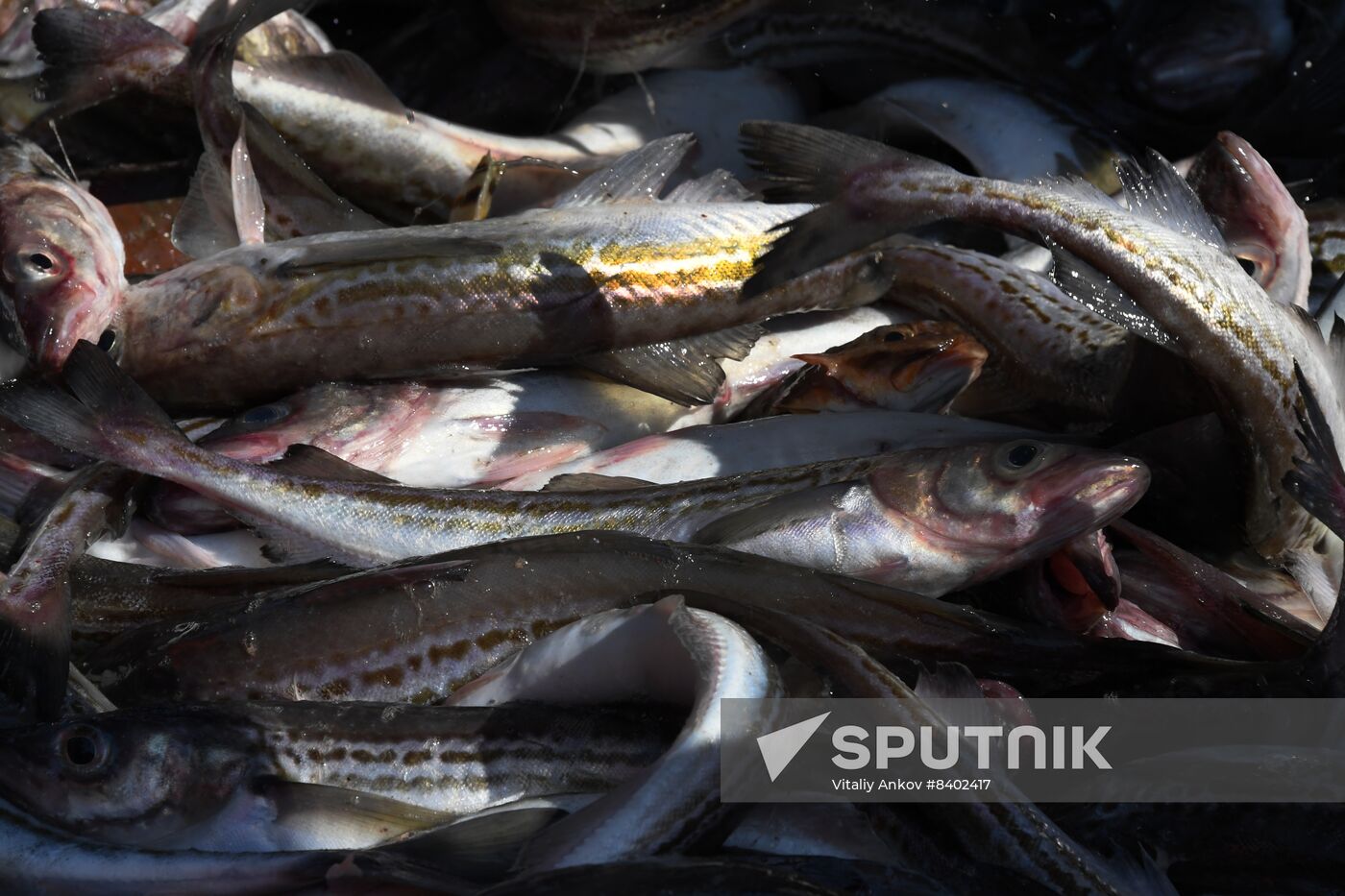 Russia Fish Indusrty