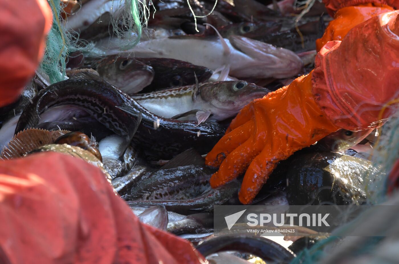 Russia Fish Indusrty