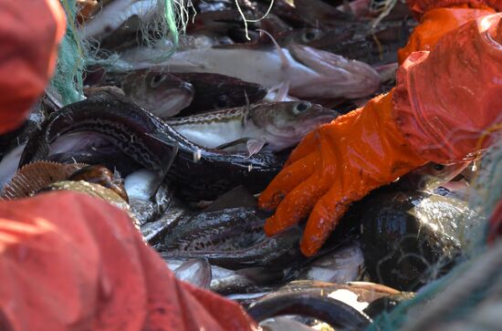 Russia Fish Indusrty