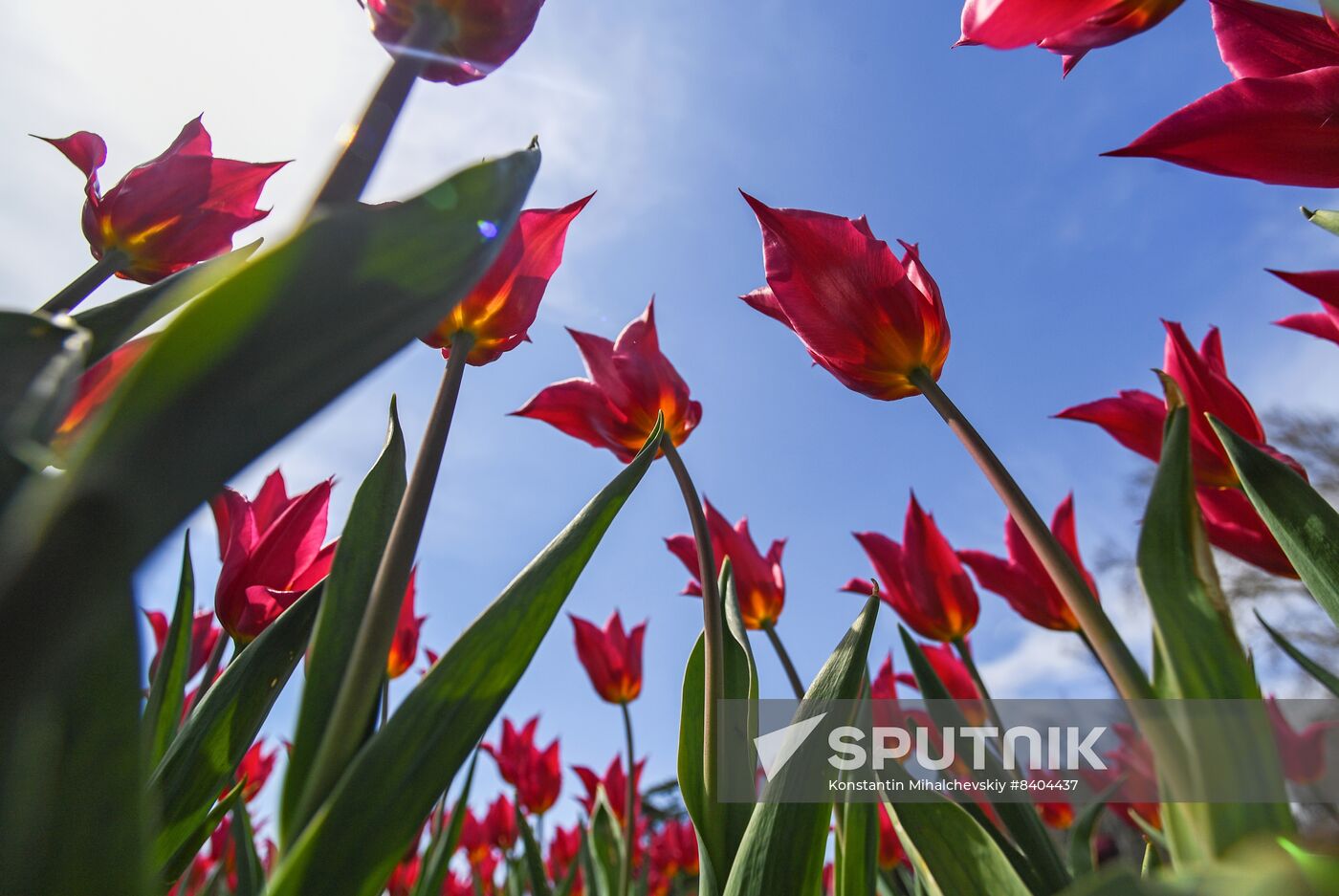 Russia Environment Tulips Exhibition