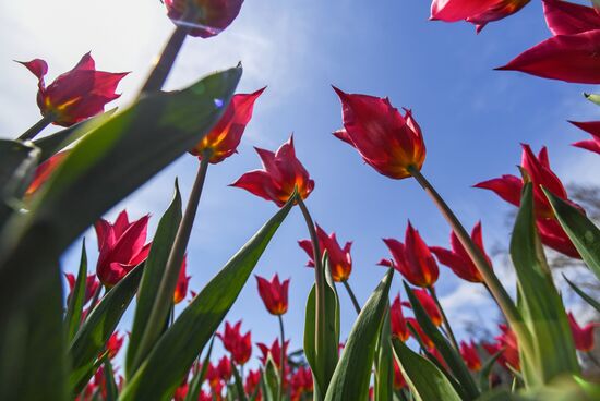 Russia Environment Tulips Exhibition