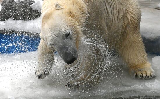 Russia Zoo Polar Bears
