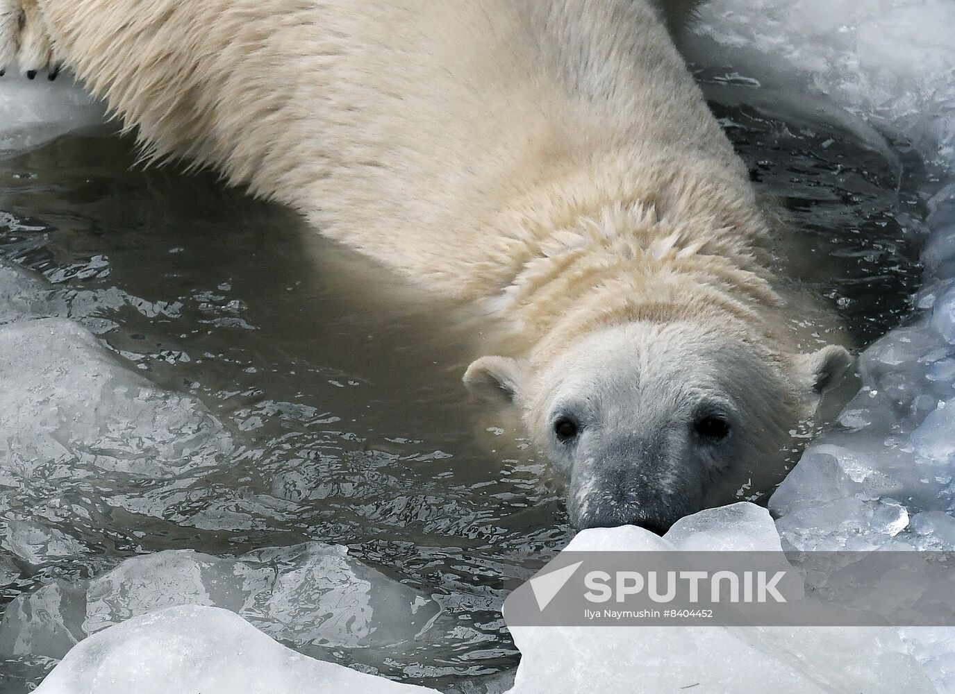 Russia Zoo Polar Bears