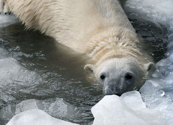 Russia Zoo Polar Bears