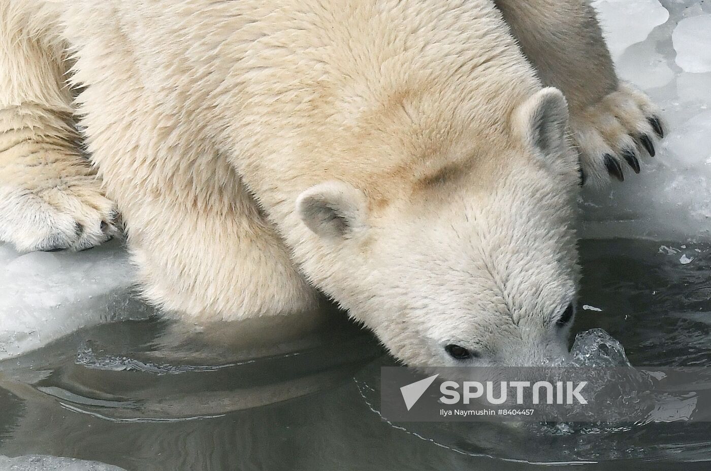Russia Zoo Polar Bears