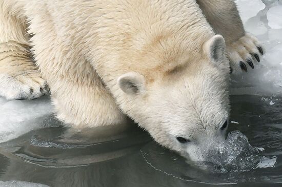 Russia Zoo Polar Bears