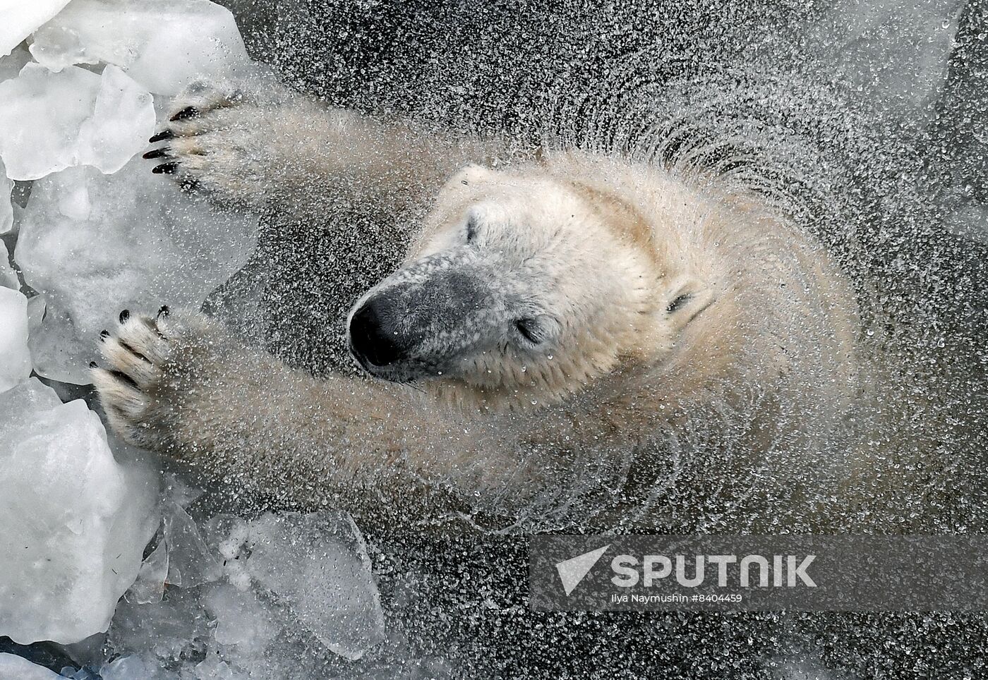 Russia Zoo Polar Bears