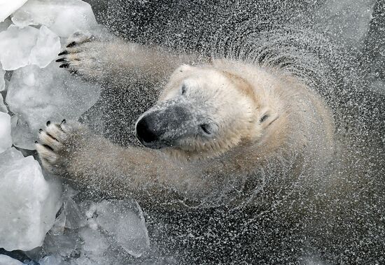 Russia Zoo Polar Bears
