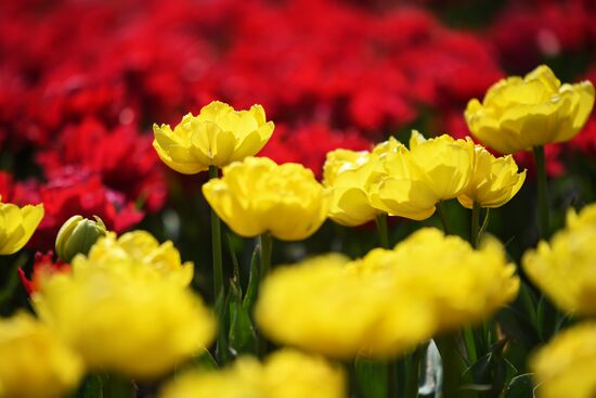 Russia Environment Tulips Exhibition
