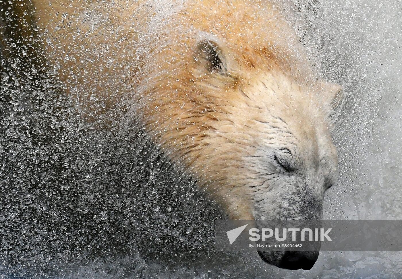 Russia Zoo Polar Bears