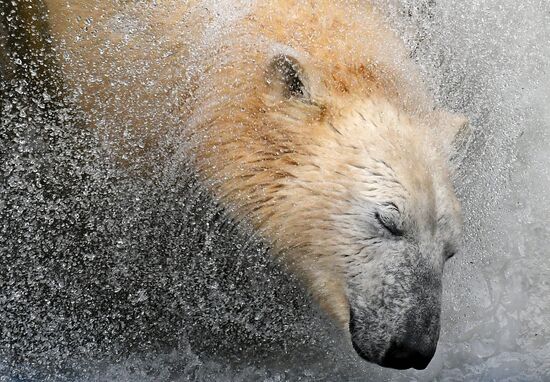 Russia Zoo Polar Bears