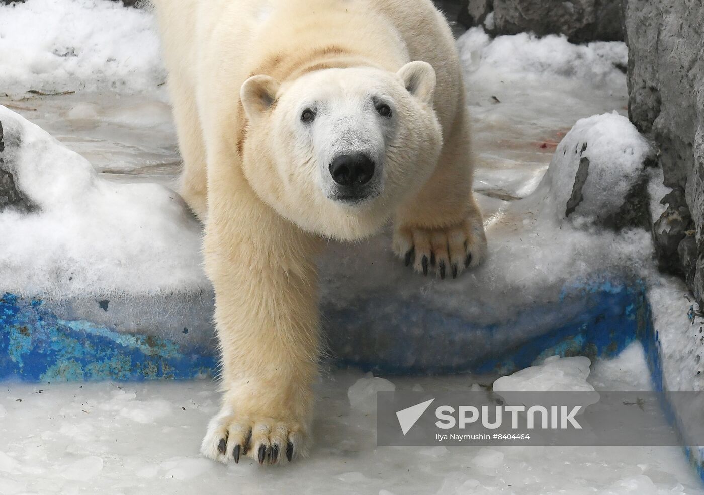 Russia Zoo Polar Bears