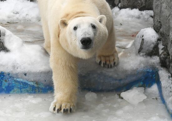 Russia Zoo Polar Bears
