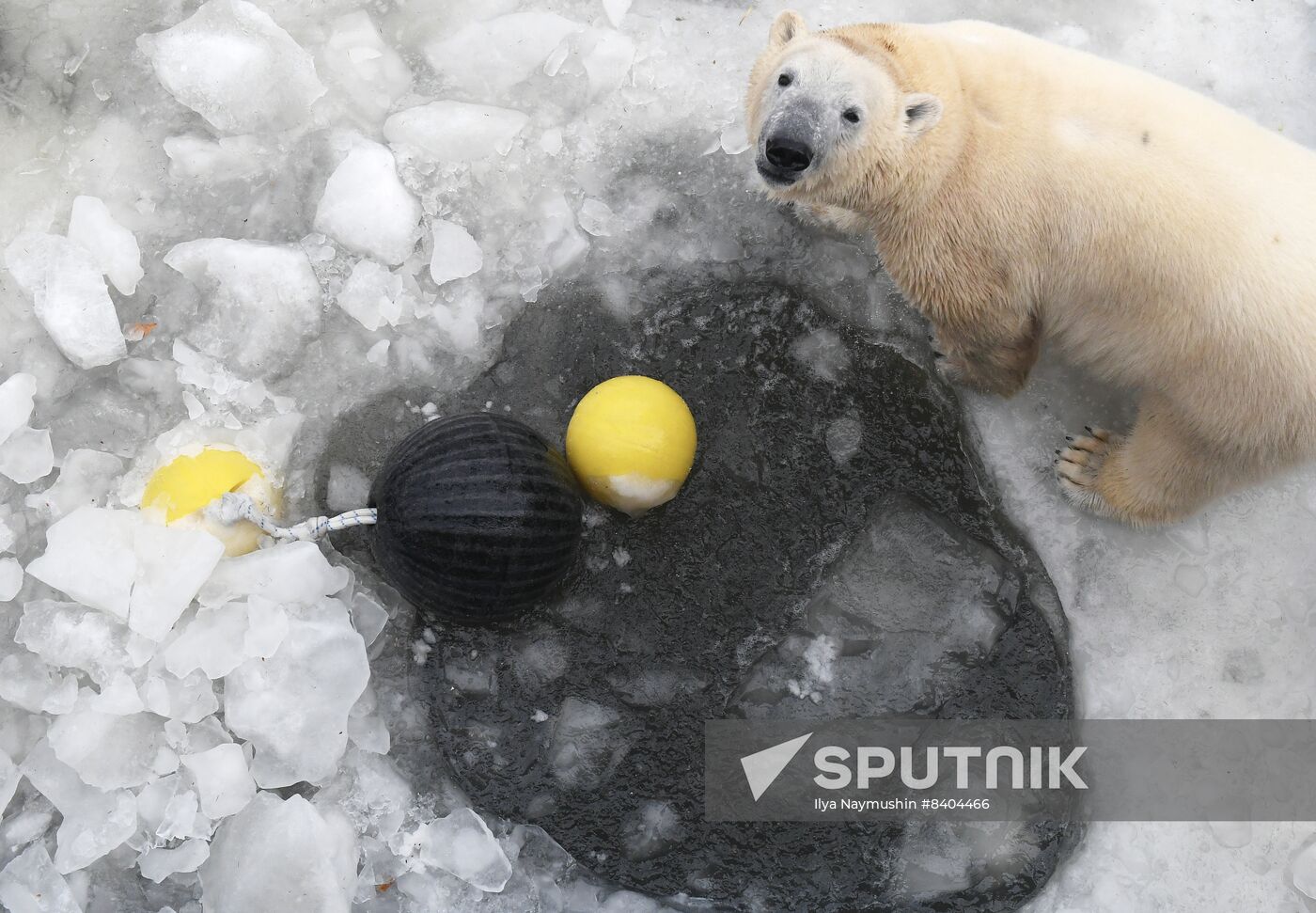 Russia Zoo Polar Bears
