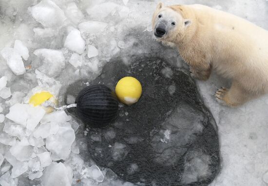 Russia Zoo Polar Bears