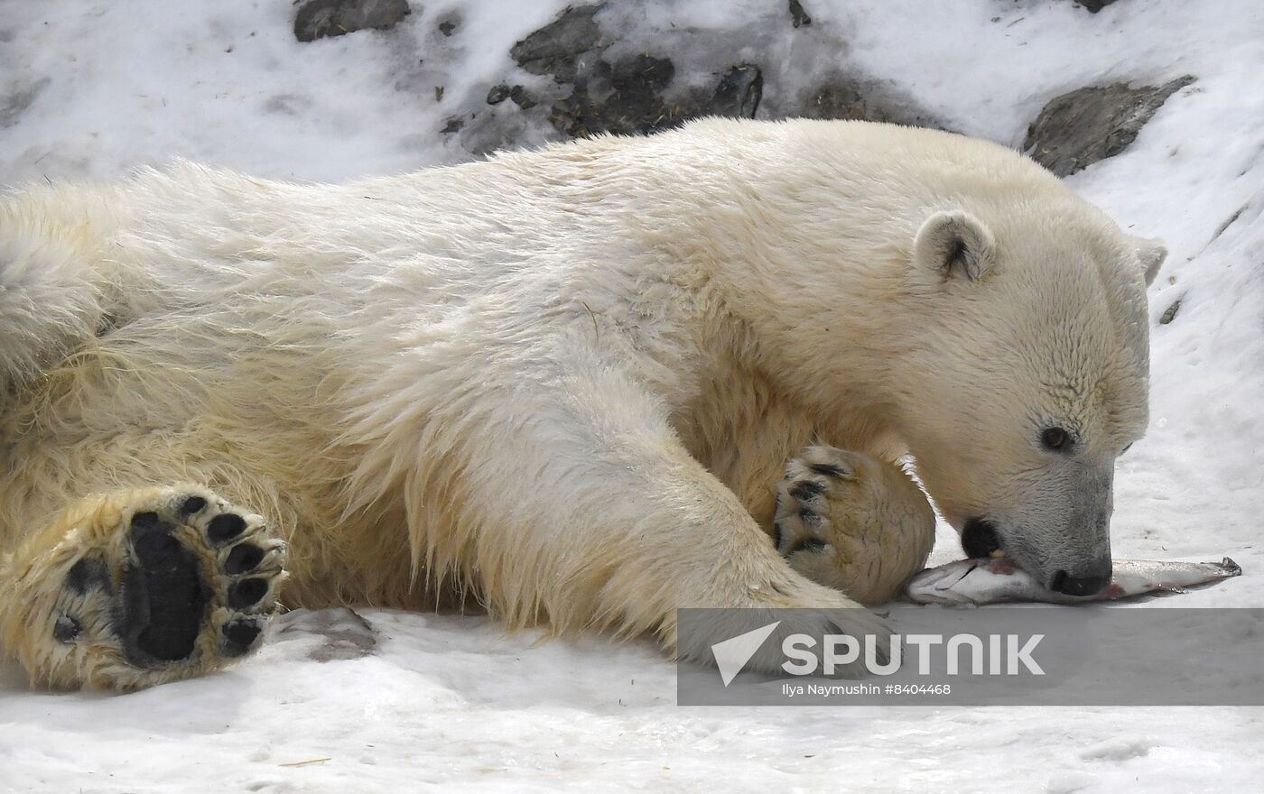 Russia Zoo Polar Bears