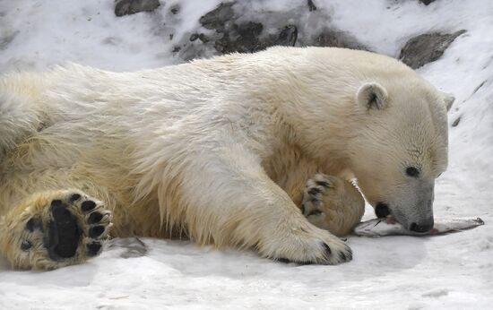 Russia Zoo Polar Bears