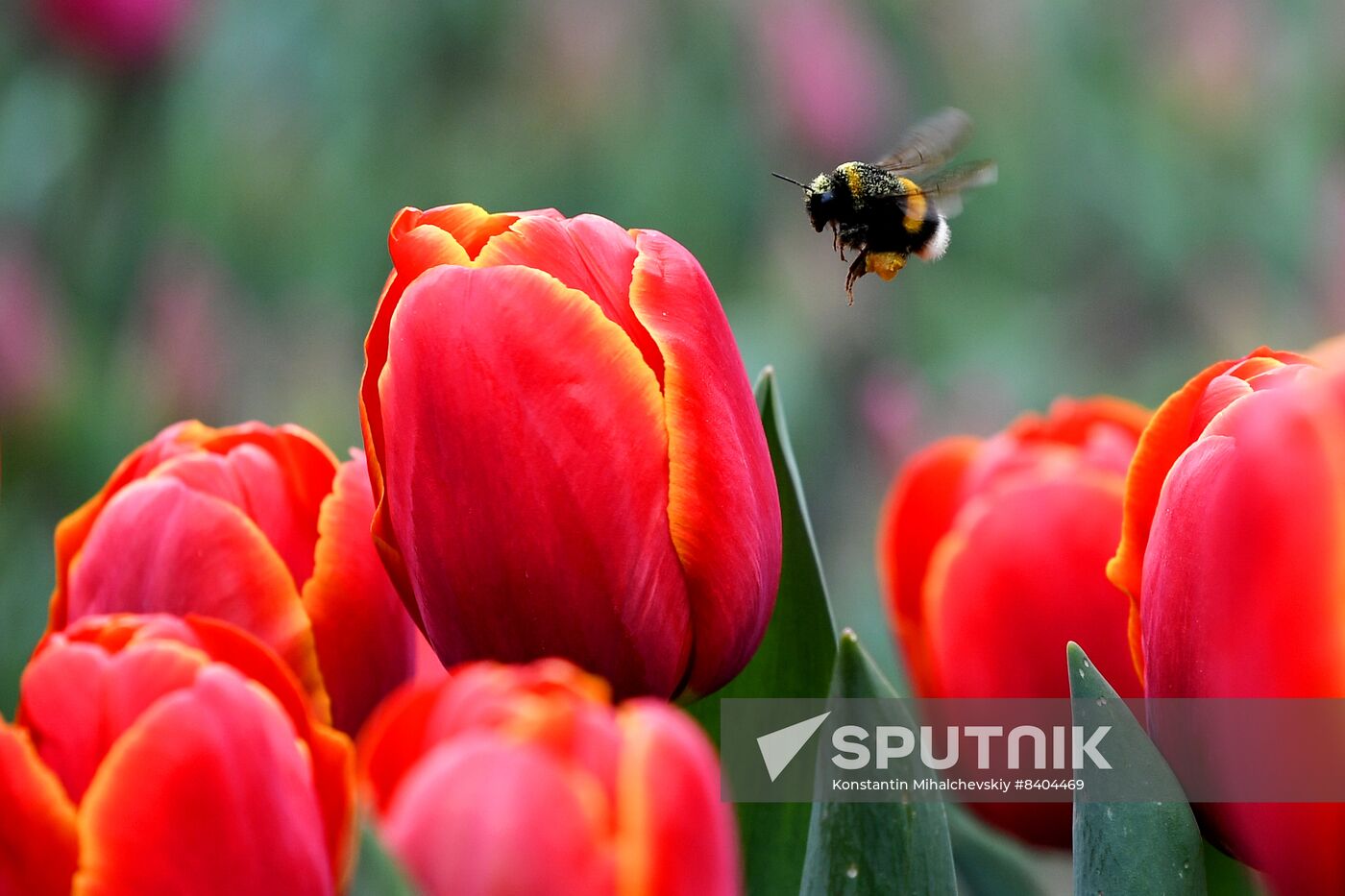 Russia Environment Tulips Exhibition