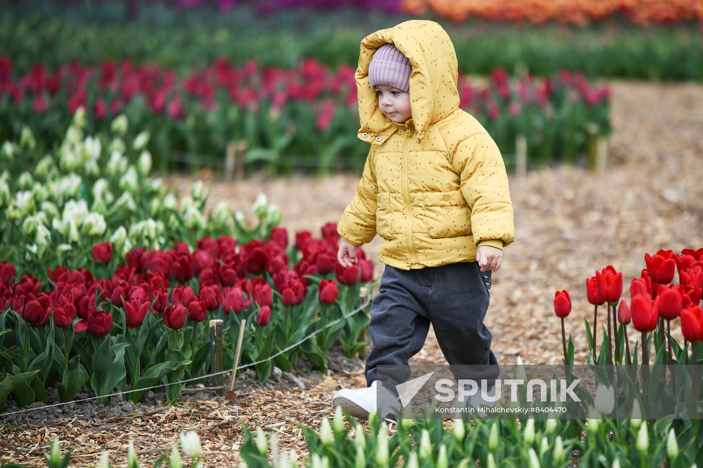 Russia Environment Tulips Exhibition