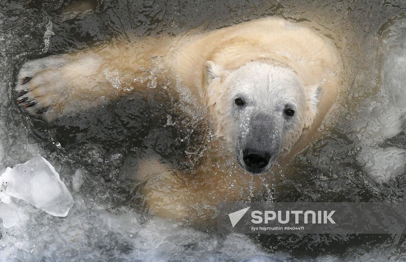 Russia Zoo Polar Bears