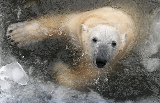Russia Zoo Polar Bears