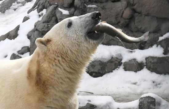 Russia Zoo Polar Bears