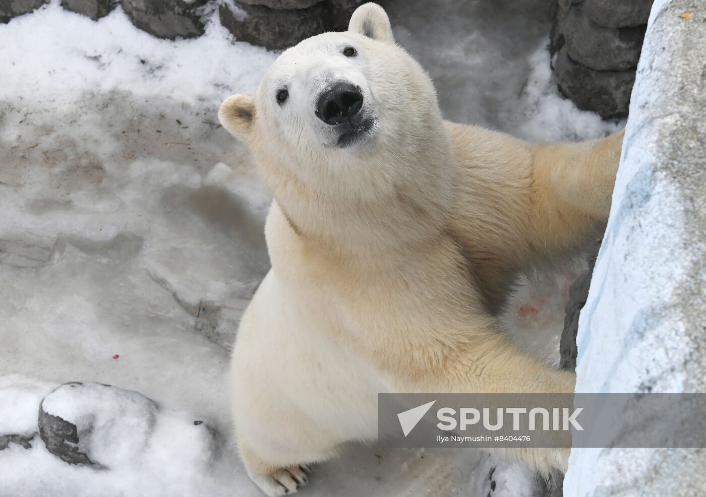 Russia Zoo Polar Bears