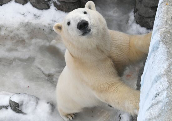 Russia Zoo Polar Bears