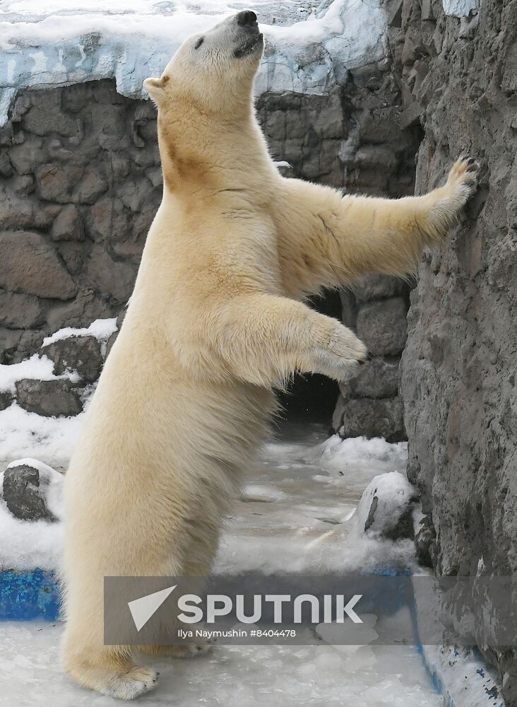 Russia Zoo Polar Bears