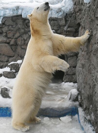 Russia Zoo Polar Bears