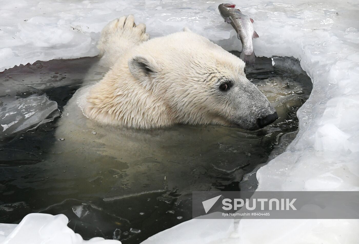 Russia Zoo Polar Bears