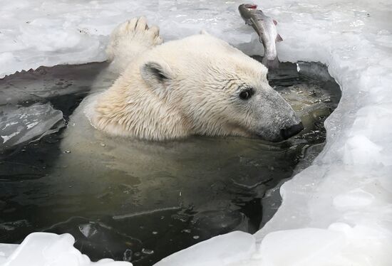 Russia Zoo Polar Bears