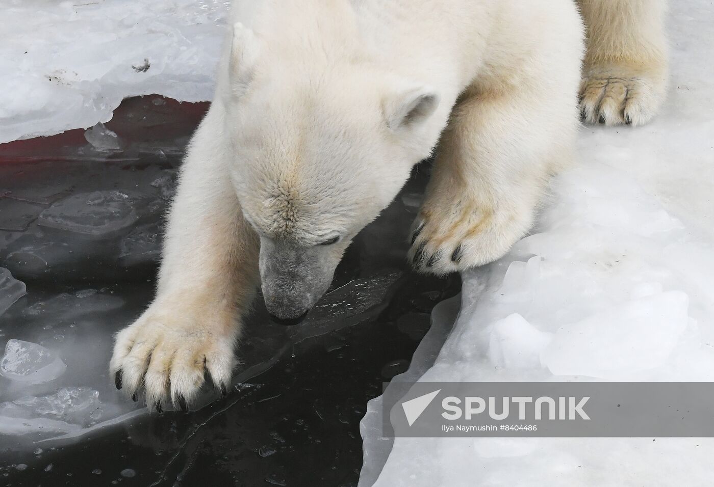 Russia Zoo Polar Bears