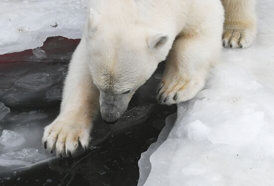 Russia Zoo Polar Bears