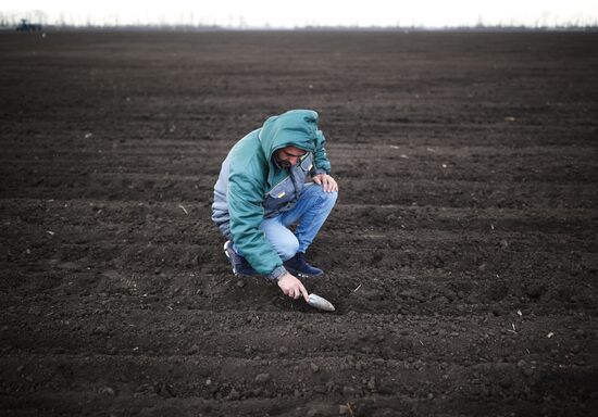 Russia Agriculture Sowing